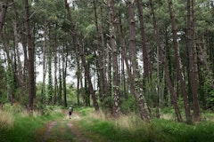 Forêt de Tosse