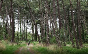 Forêt de Tosse