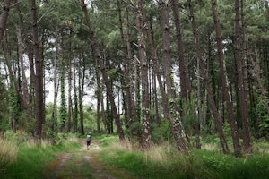 Forêt de Tosse