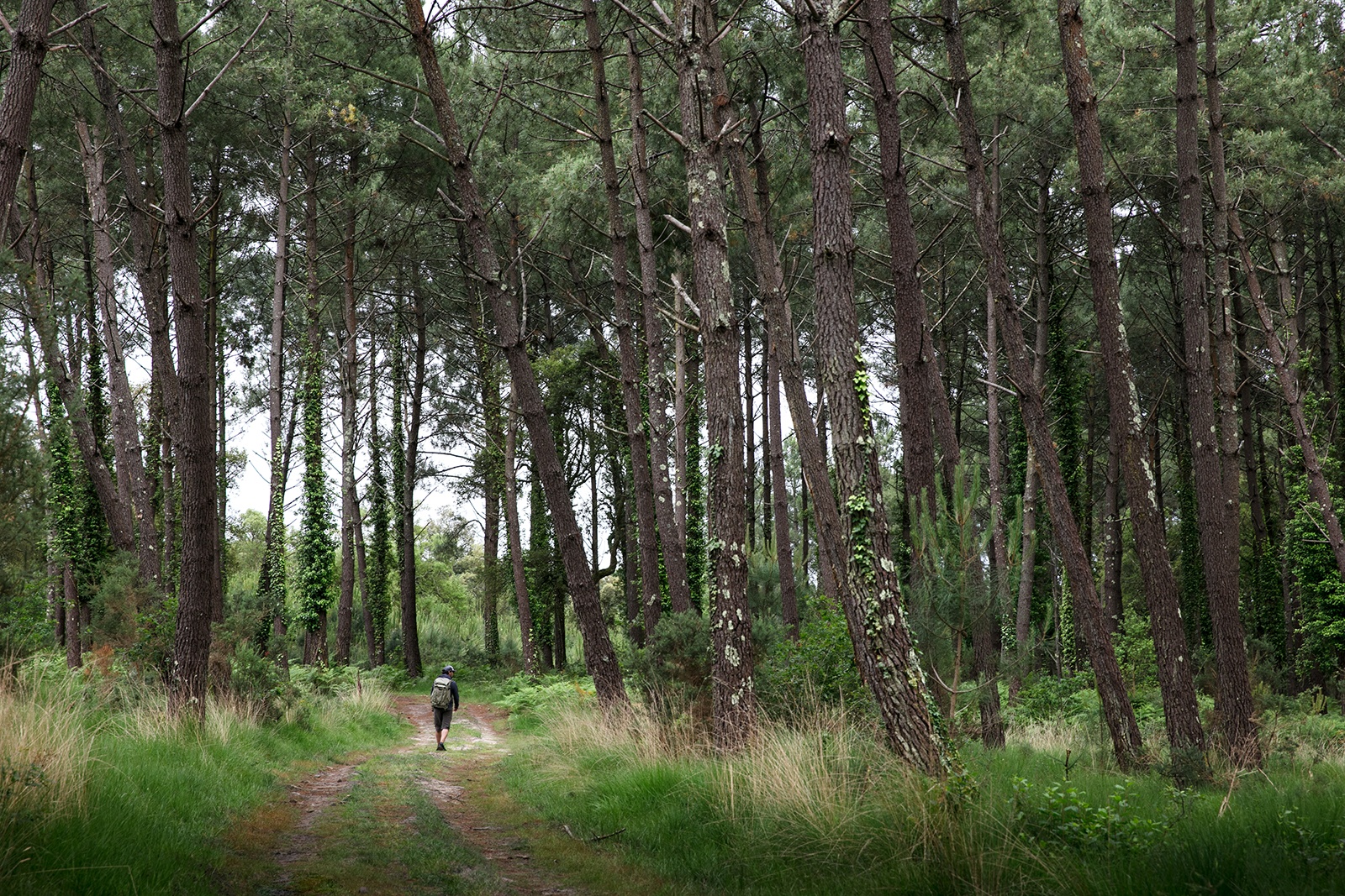 Forêt de Tosse