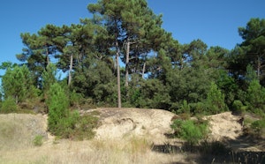 Forêt des Combots d'Ansoine