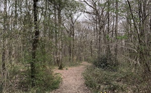 Bois du Grand Aiguillon and Loge