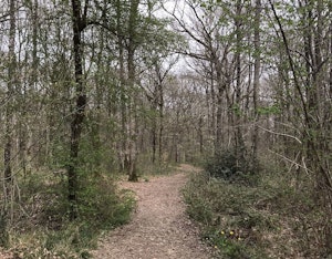Bois du Grand Aiguillon and Loge
