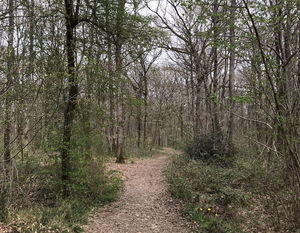 Bois du Grand Aiguillon et de la Loge