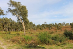 Lagoons of Seignosse 