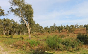 Lagoons of Seignosse