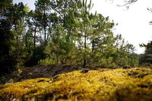 Ouest de l'île de Ré