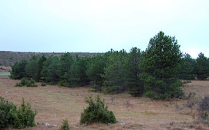 1789 Arbres de la Liberté