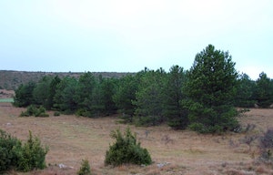 1789 Arbres de la Liberté