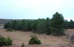 1789 Arbres de la Liberté