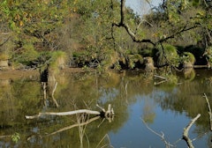 Forêt de l’Armagnac