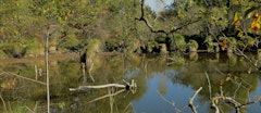 Forêt de l’Armagnac