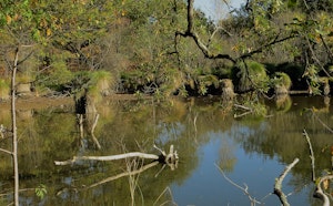 Forêt de l’Armagnac
