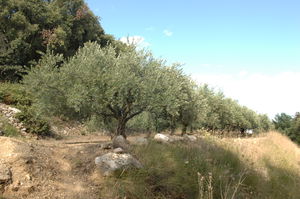 Autour de Murviel-lès-Montpellier