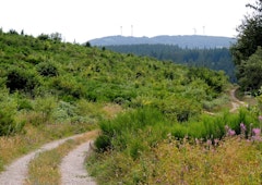 Forêt de Lacaune