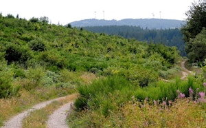 Forêt de Lacaune
