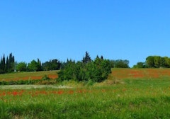 Bois de Canonges