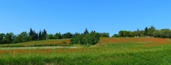 Bois de Canonges