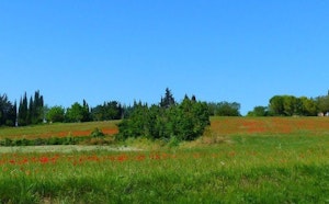 Bois de Canonges