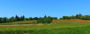 Bois de Canonges