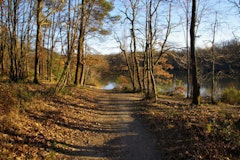 Forêt de Bouconne