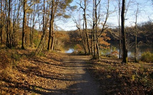 Forêt de Bouconne