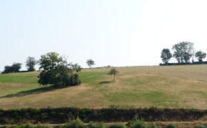 Bois de Rouillac