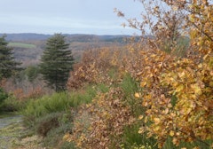 Bois de Rousieux