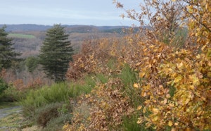 Bois de Rousieux