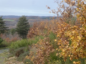 Bois de Rousieux