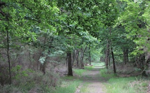 Forêt de Buzet