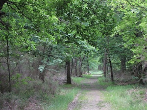 Forêt de Buzet