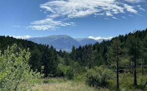 Forêt de Font-Romeu