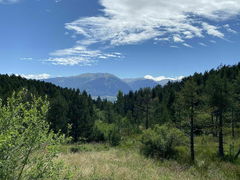 Forêt de Font-Romeu 