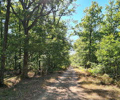 Forêt de Giroussens 
