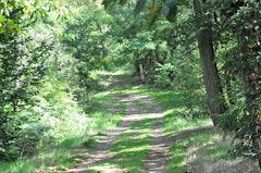 Forêt de la Vaysse