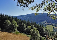 Forêt de Vaissières