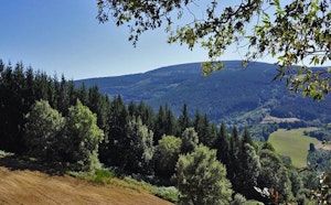 Forêt de Vaissières