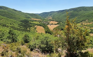 Bois de Vellas