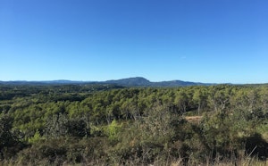 Massif forestier de Baillarguet