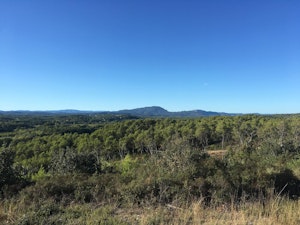 Massif forestier de Baillarguet
