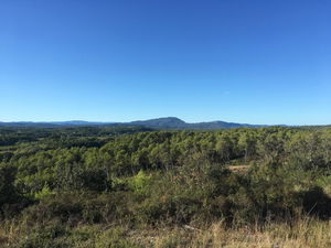 Massif forestier de Baillarguet