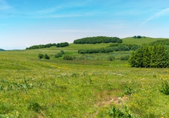 Pendouliou de Fabrègues