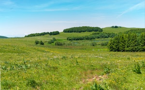 Pendouliou de Fabrègues