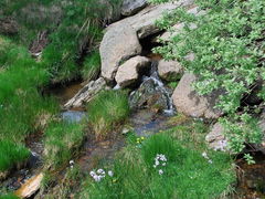 Sources of the Allier