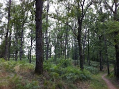 Bois de la Gamasse