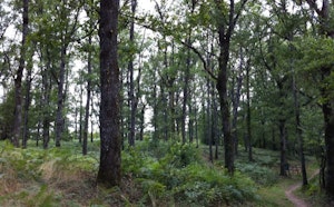 Bois de la Gamasse