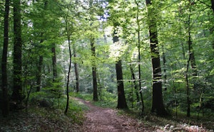 Bois de Gallerande