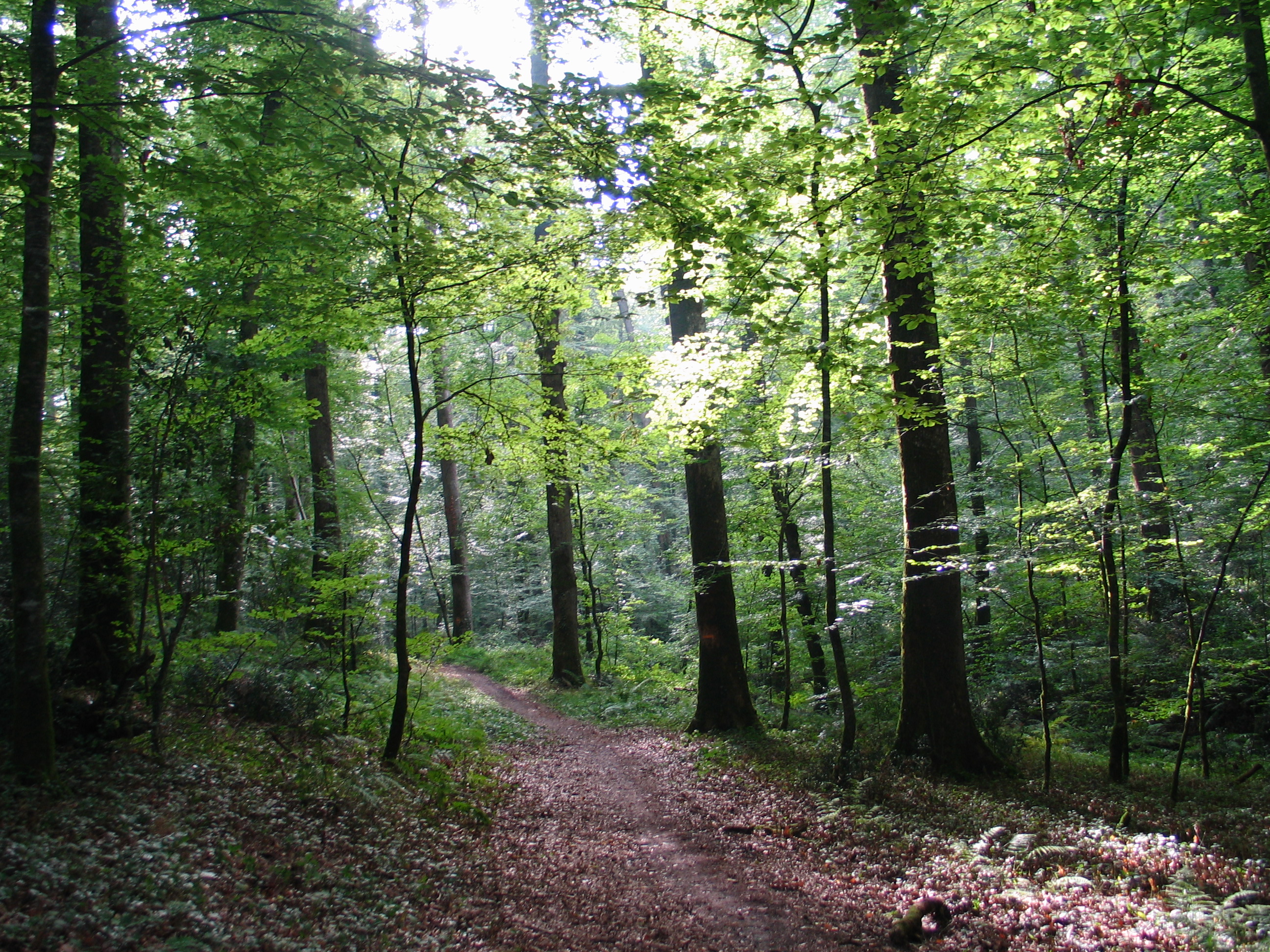 Bois de Gallerande