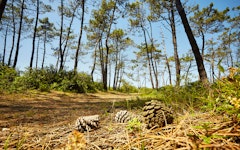Bois de Saint-Jean